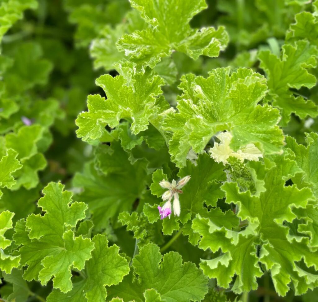 有機栽培のゼラニウム