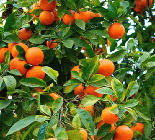 オレンジスウィート