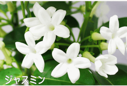 ジャスミンの花