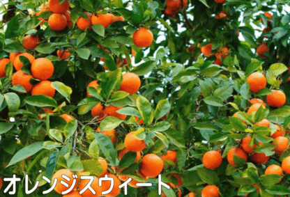オレンジスウィート