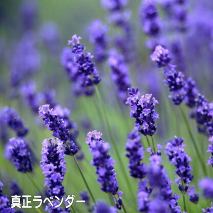 香り:シトラス グレース　ペーパーフレグランス - 画像 (3)