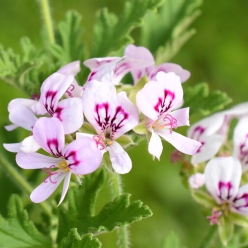 ローズゼラニウム