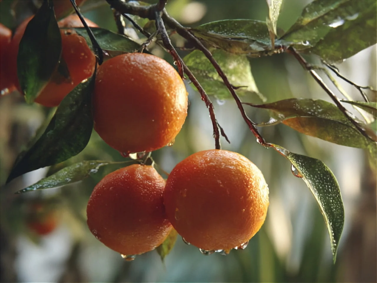 スイートオレンジ