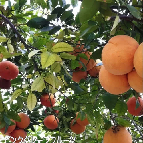 ピンクグレープフルーツ