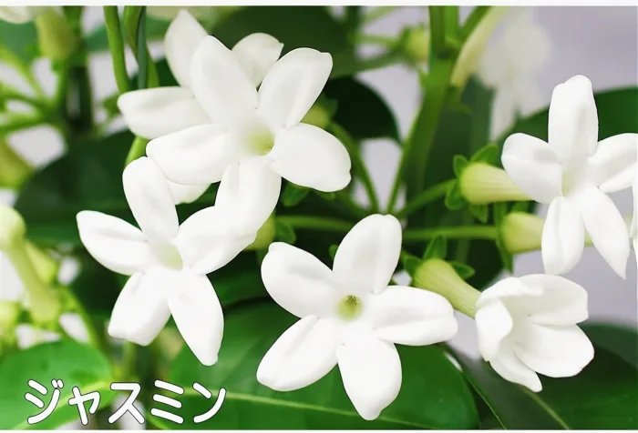 ジャスミン